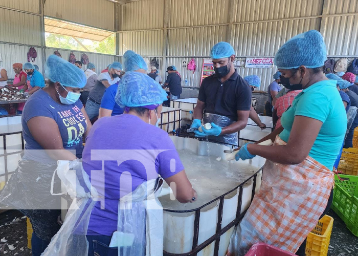Foto: Productores de yuca generan empleo en la comunidad Chacraseca, en León / TN8