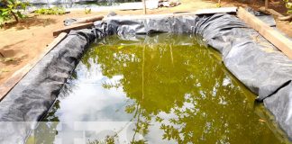 Foto: MEFCCA promueve construcción de estanques de cultivo de tilapias en Diriomo / TN8