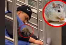 Tremenda rata se sube a un hombre mientras viajaba dormido en un metro