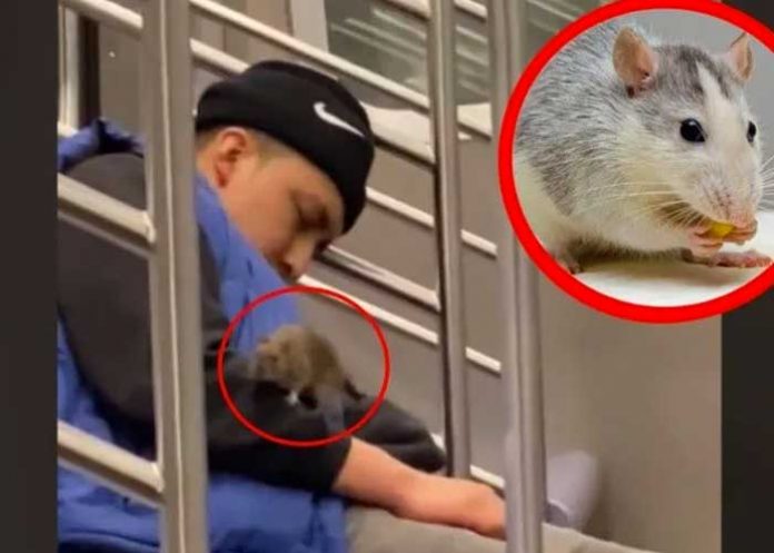 Tremenda rata se sube a un hombre mientras viajaba dormido en un metro