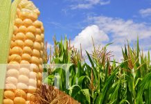 En Nicaragua la producción nacional de maíz alcanzó 8.4 millones de quintales en el 2022