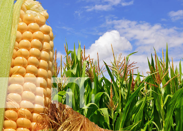 En Nicaragua la producción nacional de maíz alcanzó 8.4 millones de quintales en el 2022