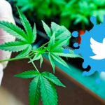 Twitter "la primera plataforma en permitir anuncios de marihuana"