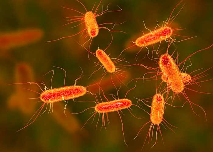 Crean antibiótico capaz de eliminar bacterias "intratables"