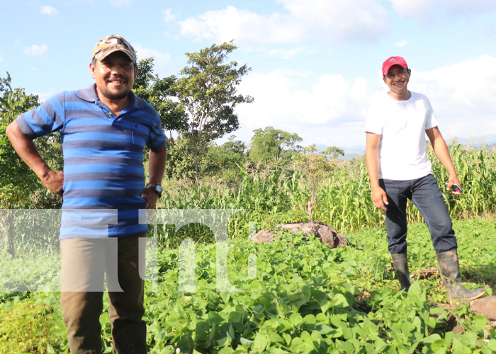 Cosecha de frijoles podría superar los 200 mil quintales en Siuna