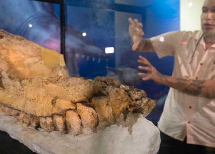 Científicos encuentran el “fósil mejor preservado” del cachalote en Perú