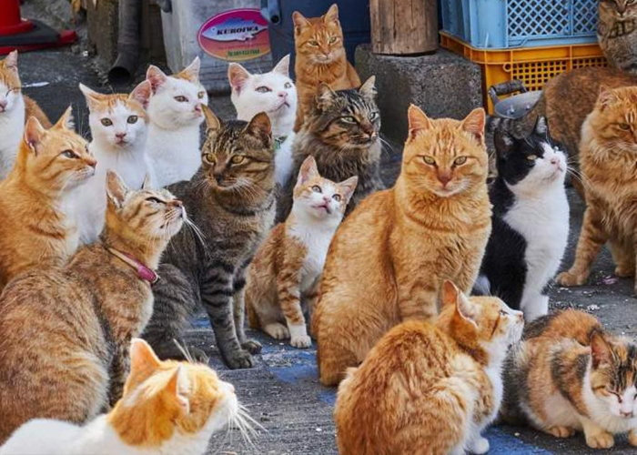Hallan en Vietnam 2.000 gatos muertos destinados a la medicina tradicional