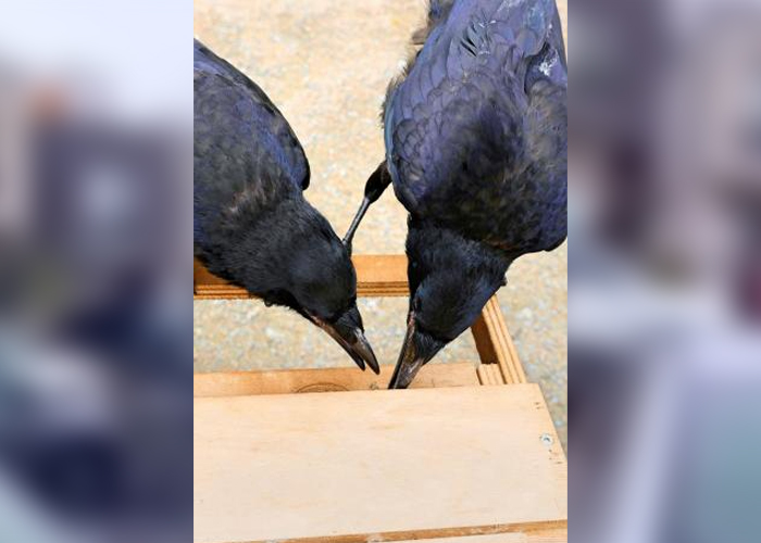 Explican "señal" de los cuervos luego de su raro comportamiento en Japón
