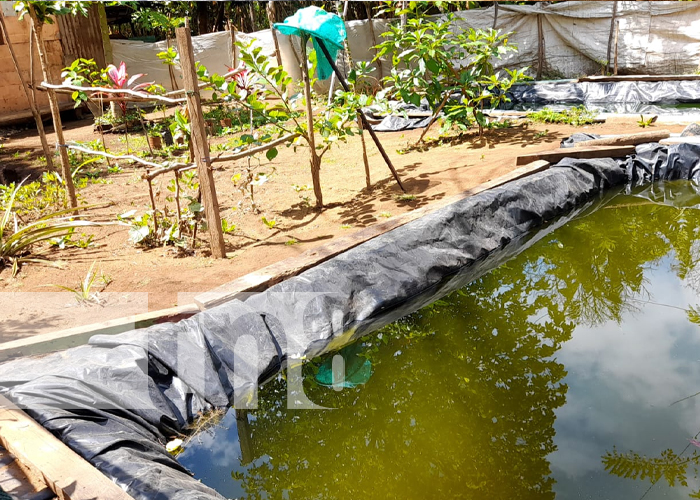 Foto: MEFCCA promueve construcción de estanques de cultivo de tilapias en Diriomo / TN8