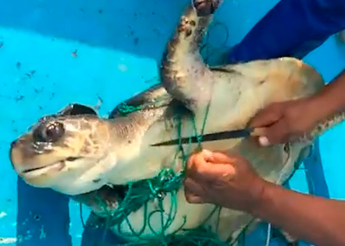 Hallan a tres tortugas vivas atrapadas en redes de pesca en El Salvador