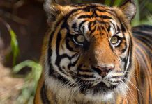 Indonesia: Tigre de Sumatra que dejó 6 personas heridas ya fue capturado