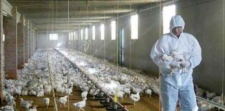 La OMS advierte que es necesario prepararse para una pandemia de gripe aviar.