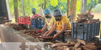 Foto: Productores de yuca generan empleo en la comunidad Chacraseca, en León / TN8