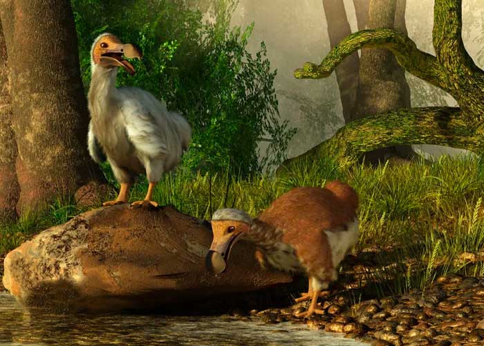 Científicos inician proyecto para resucitar al pájaro dodo