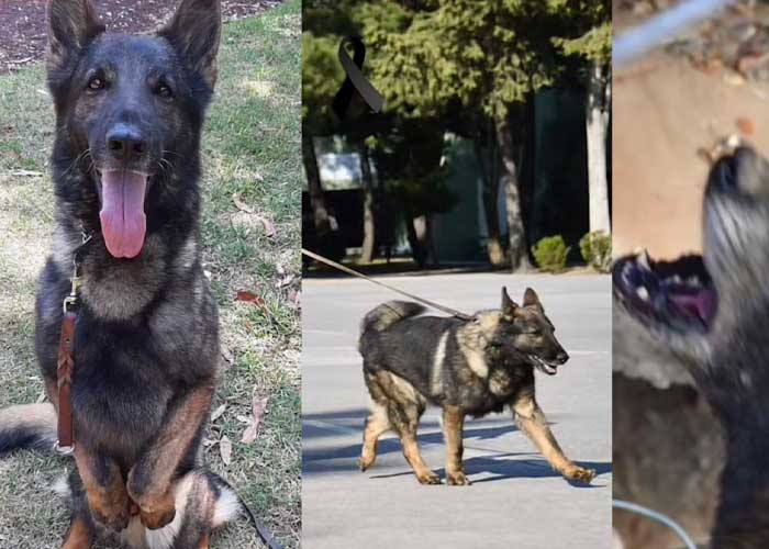 Fallece perro mexicano rescatista que viajó a Turquía
