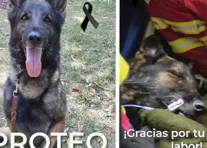 Fallece perro mexicano rescatista que viajó a Turquía
