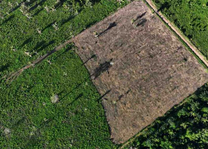 Desforestación en la Amazonía Brasileña baja un 61% en enero