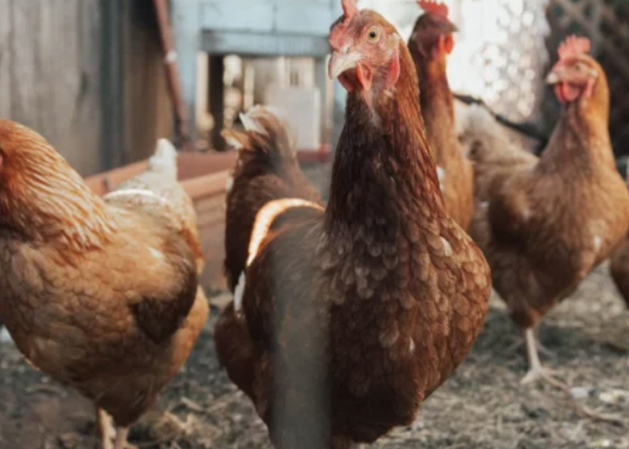 Camboya registra al segundo humano con gripe aviar
