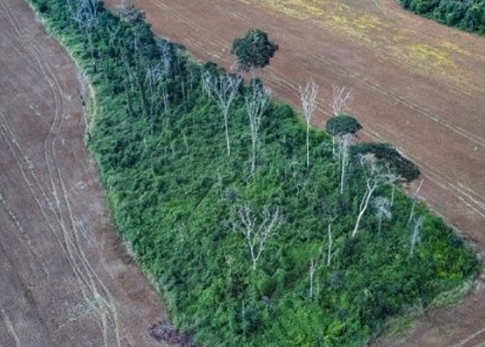 Desforestación en la Amazonía Brasileña baja un 61% en enero
