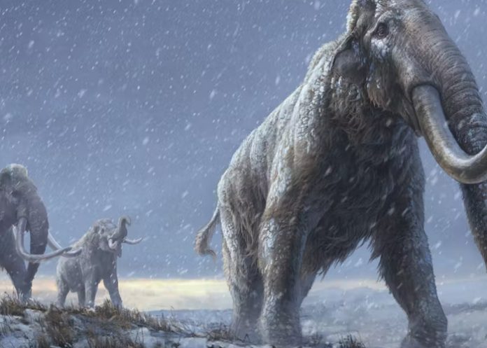 Los elefantes ancestrales eran gigantescos, y los neandertales se los comían
