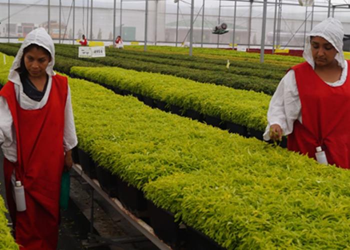 Visita al productora y exportadora de plantas ornamentales en Estelí