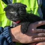 Rescatan a una gatita tras 178 horas del terremoto en Turquía