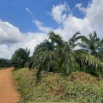 Visita a empresa de plantaciones de palma de aceite en la Costa Caribe de Nicaragua