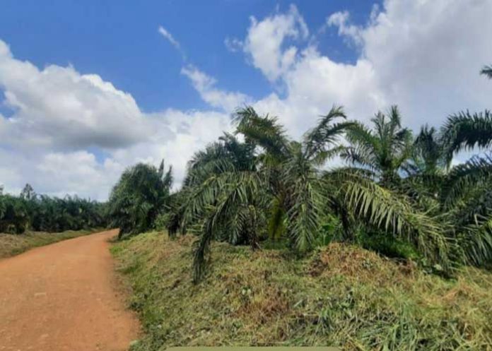 Visita a empresa de plantaciones de palma de aceite en la Costa Caribe de Nicaragua