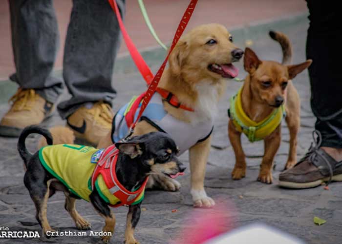 Nicaragua realiza festivales de mascotas en varios departamentos