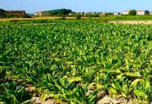 Cultivo de Tabaco en Nicaragua aportó a la economía 55.7 millones de dólares