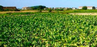 Cultivo de Tabaco en Nicaragua aportó a la economía 55.7 millones de dólares