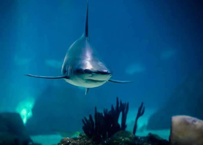 Tiburón mata a joven mientras nadaba en un río de Australia