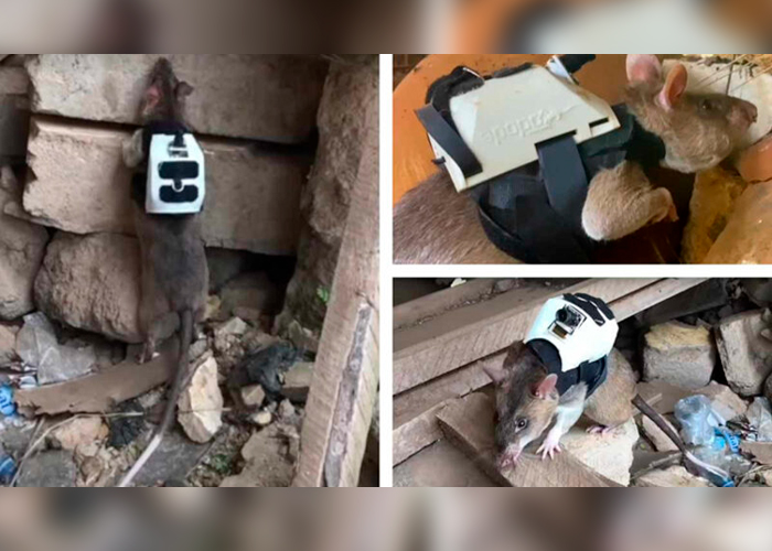 Enormes ratas ayudan en los operativos de rescate en Turquía