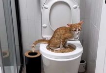 Tiktoker se hace viral por enseñar a su gato a usar el inodoro