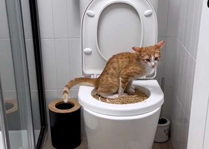 Tiktoker se hace viral por enseñar a su gato a usar el inodoro