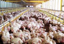 Foto: «Producción avícola» Seguridad y mayor empuje económico en Nicaragua / Cortesía