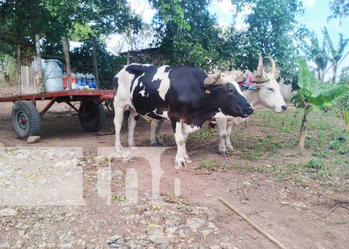 Foto: Alcaldía Inaugura 2.3 km de camino rural en Boaco / TN8