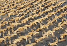 Encuentran 2 mil cabezas de ovejas momificadas en Egipto