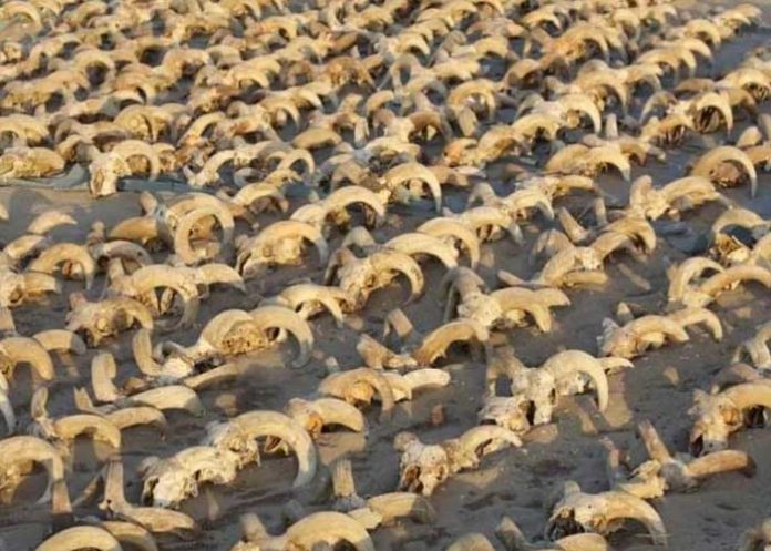 Encuentran 2 mil cabezas de ovejas momificadas en Egipto