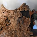 Foto: Niños en Argentina descubren restos de armadillo gigante de 5 millones de años (FOTO) / Cortesía