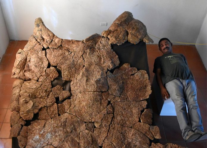 Foto: Niños en Argentina descubren restos de armadillo gigante de 5 millones de años (FOTO) / Cortesía
