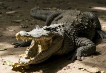 Foto: Niño de 2 años fue encontrado muerto en la boca de un caimán en Florida / Cortesía