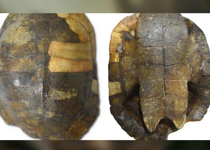 Encuentran en Colombia restos de tortugas acuáticas antiguas