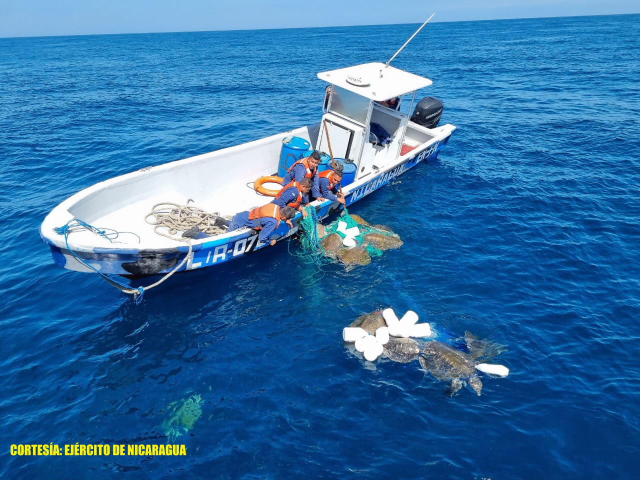 Foto: El Ejército de Nicaragua liberó 13 tortugas Paslama que estaban atrapadas / Cortesía