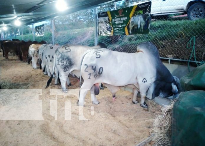 Foto: Autoridades y ganaderos de Camoapa inauguran “Feria Hatofer 2023” / TN8