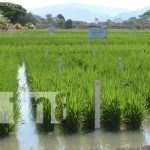 Foto: Reinauguran centro de investigaciones sobre producción de arroz en Matagalpa / TN8