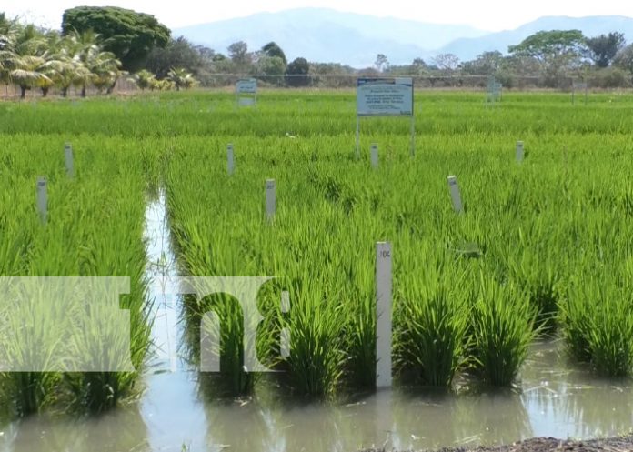 Foto: Reinauguran centro de investigaciones sobre producción de arroz en Matagalpa / TN8