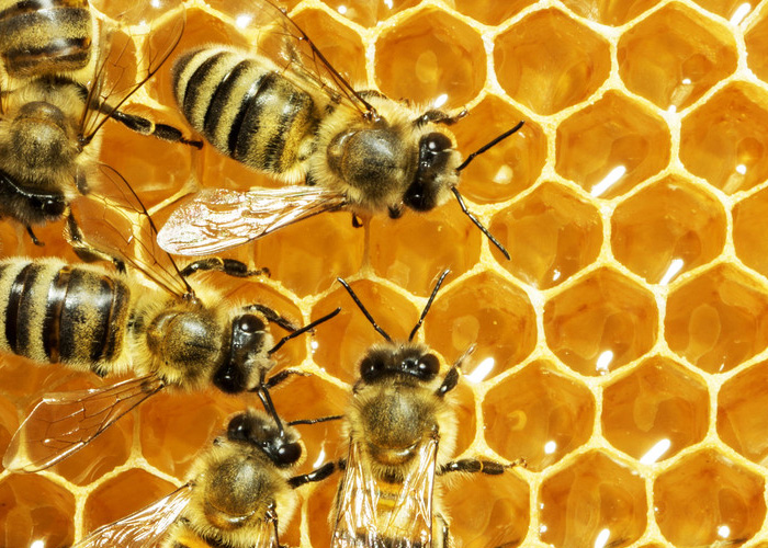 De esta manera es como las abejas aprenden la danza con la que se comunican