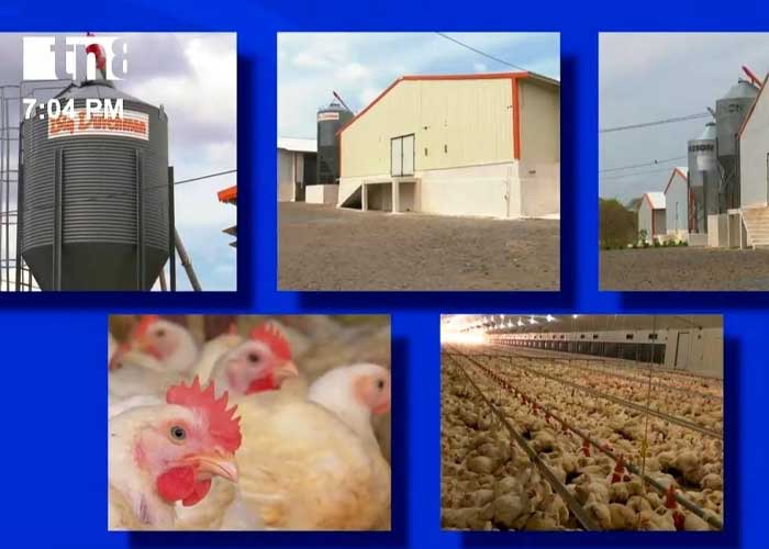Foto: «Producción avícola» Seguridad y mayor empuje económico en Nicaragua / Cortesía
