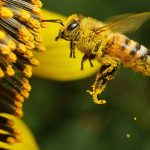 De esta manera es como las abejas aprenden la danza con la que se comunican